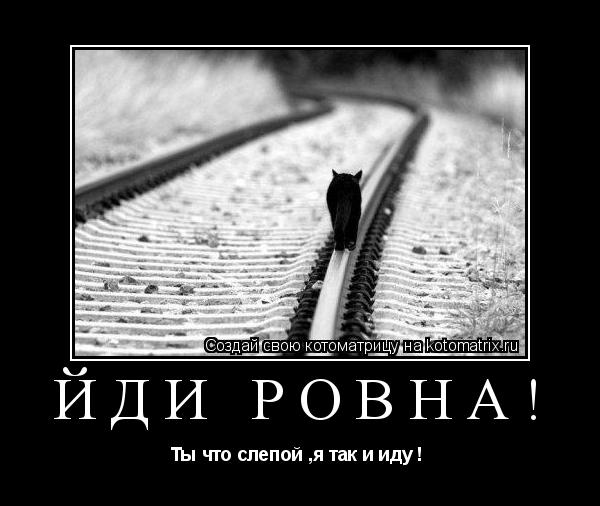 Котоматрица: Йди ровна! Ты что слепой ,я так и иду ! 