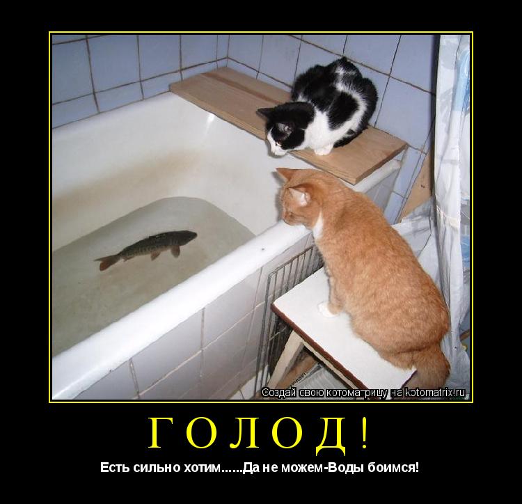 Котоматрица: Голод! Есть сильно хотим......Да не можем-Воды боимся!