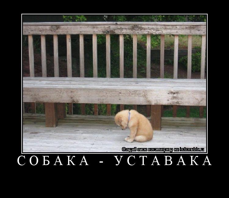 Котоматрица: собака - уставака 