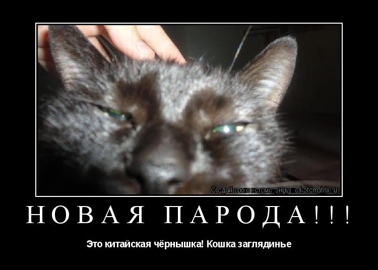Котоматрица: Новая Парода!!! Это китайская чёрнышка! Кошка заглядинье