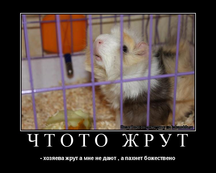 чтото жрут - хозяева жрут а мне не дают , а пахнет божествено... Котоматрица: чтото жрут - хозяева жрут а мне не дают , а пахнет божествено