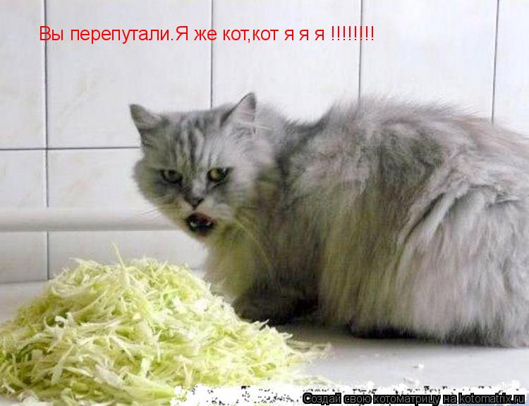 Котоматрица: Вы перепутали.Я же кот,кот я я я !!!!!!!!