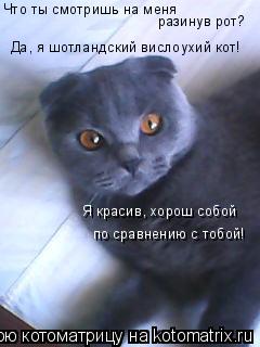 Котоматрица: Что ты смотришь на меня  разинув рот? Да, я шотландский вислоухий кот! Я красив, хорош собой  по сравнению с тобой!