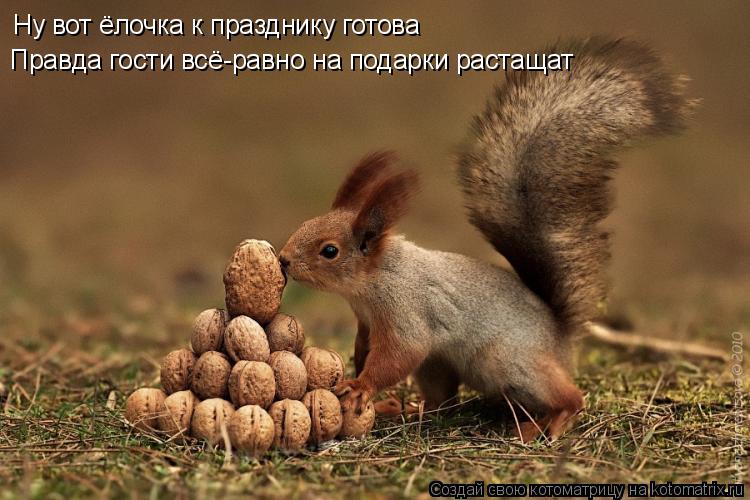 Котоматрица: Ну вот ёлочка к празднику готова Правда гости всё-равно на подарки растащат