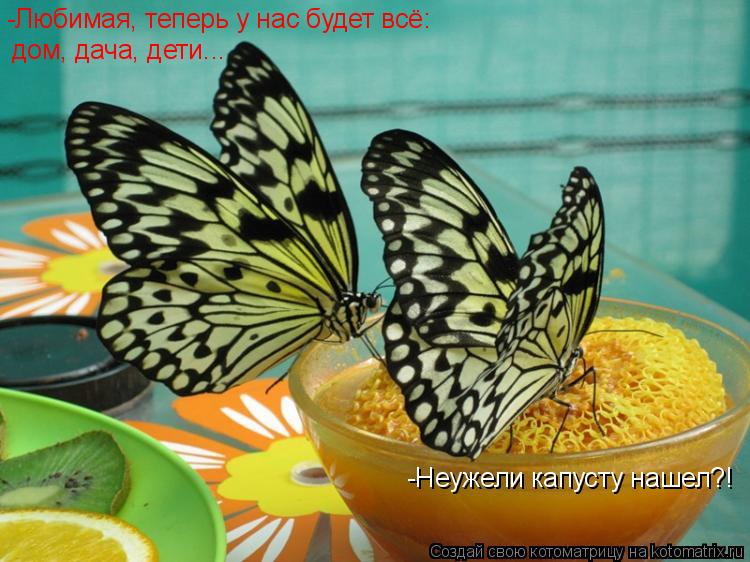 Котоматрица: -Любимая, теперь у нас будет всё: дом, дача, дети... -Неужели капусту нашел?!