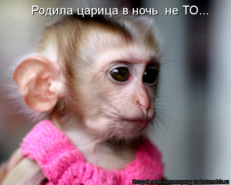 Котоматрица: Родила царица в ночь  не ТО...