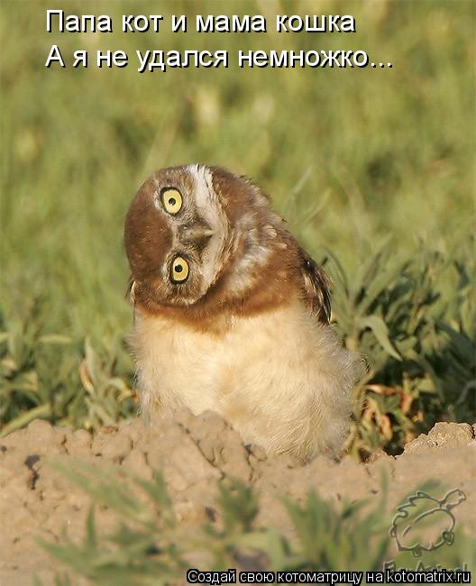 Котоматрица: Папа кот и мама кошка А я не удался немножко...