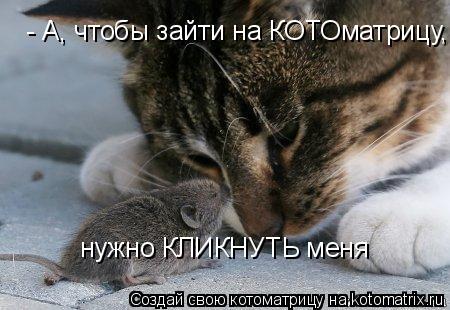 Котоматрица: - А, чтобы зайти на КОТОматрицу, нужно КЛИКНУТЬ меня