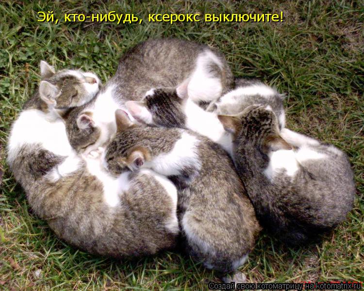 Котоматрица: Эй, кто-нибудь, ксерокс выключите!