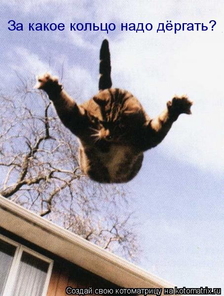 Котоматрица: За какое кольцо надо дёргать?