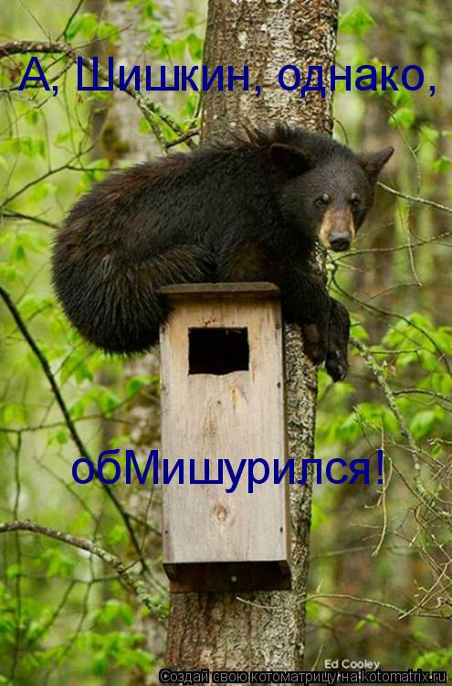 Котоматрица: А, Шишкин, однако, обМишурился!