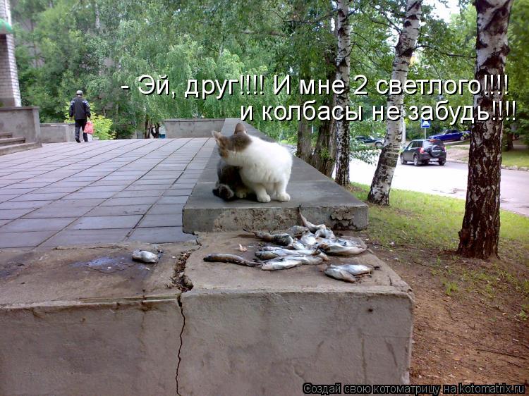 Котоматрица: - Эй, друг!!!! И мне 2 светлого!!!! и колбасы не забудь!!!!