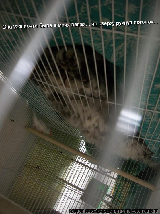Котоматрица: Она уже почти была в моих лапах... но сверху рухнул потолок...