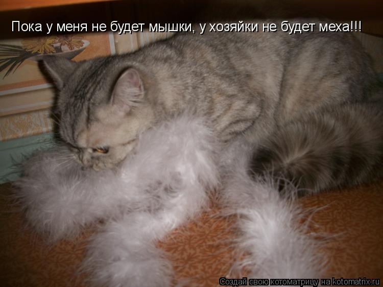 Котоматрица: Пока у меня не будет мышки, у хозяйки не будет меха!!!