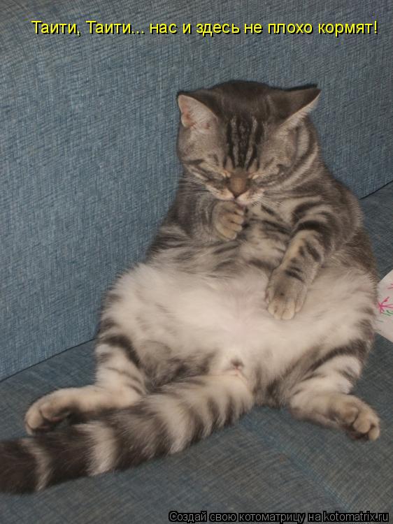 Котоматрица: Таити, Таити... нас и здесь не плохо кормят!