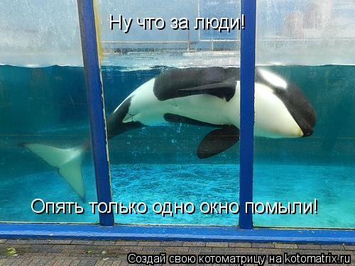 Котоматрица: Ну что за люди! Опять только одно окно помыли!