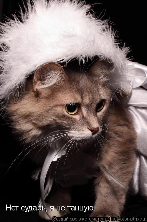 Котоматрица: Нет сударь, я не танцую.