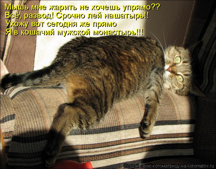 Мышь мне жарить не хочешь упрямо?? Всё, развод! Срочно лей нашатырь!! Ухожу вот сегодня же прямо Я в ... Котоматрица: Мышь мне жарить не хочешь упрямо?? Всё, развод! Срочно лей нашатырь!! Ухожу вот сегодня же прямо Я в кошачий мужской монастырь!!!