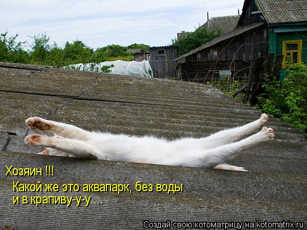 Котоматрица: Хозяин !!! и в крапиву-у-у ... Какой же это аквапарк, без воды