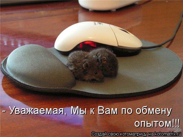 Котоматрица: - Уважаемая, Мы к Вам по обмену  опытом!!!
