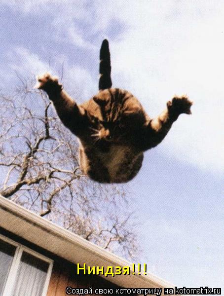 Котоматрица: Ниндзя!!!