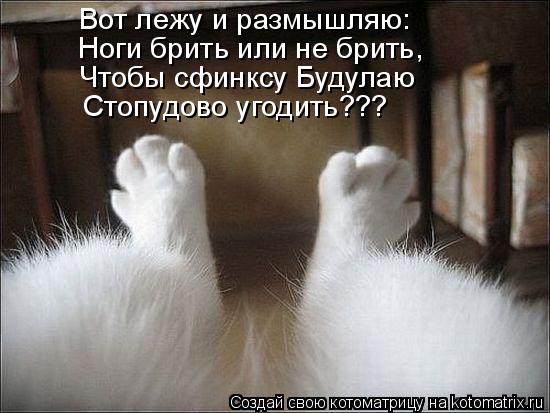 Вот лежу и размышляю: Ноги брить или не брить, Чтобы сфинксу Будулаю Стопудово угодить???... Котоматрица: Вот лежу и размышляю: Ноги брить или не брить, Чтобы сфинксу Будулаю Стопудово угодить???