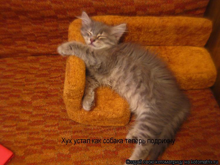 Котоматрица: Хух устал как собака теперь подрихну