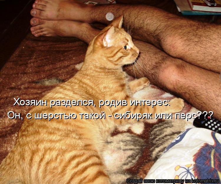 Хозяин разделся, родив интерес: Хозяин разделся, родив интерес: Он, с шерстью такой - сибиряк или пер... Котоматрица: Хозяин разделся, родив интерес: Хозяин разделся, родив интерес: Он, с шерстью такой - сибиряк или перс???