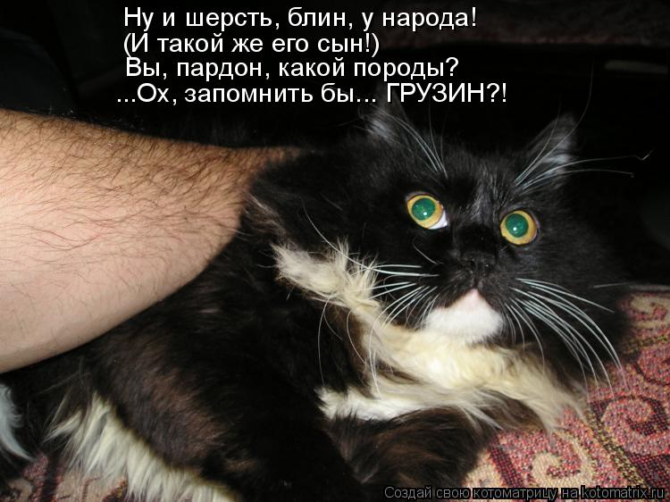 Ну и шерсть, блин, у народа! (И такой же его сын!) Вы, пардон, какой породы? ...Ох, запомнить бы... Г... Котоматрица: Ну и шерсть, блин, у народа! (И такой же его сын!) Вы, пардон, какой породы? ...Ох, запомнить бы... ГРУЗИН?!