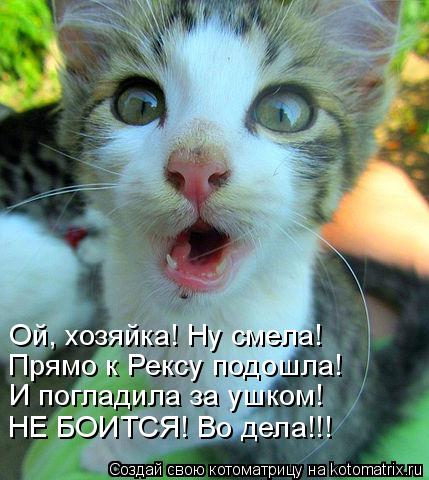 Ой, хозяйка! Ну смела! Прямо к Рексу подошла! И погладила за ушком! НЕ БОИТСЯ! Во дела!!!... Котоматрица: Ой, хозяйка! Ну смела! Прямо к Рексу подошла! И погладила за ушком! НЕ БОИТСЯ! Во дела!!!