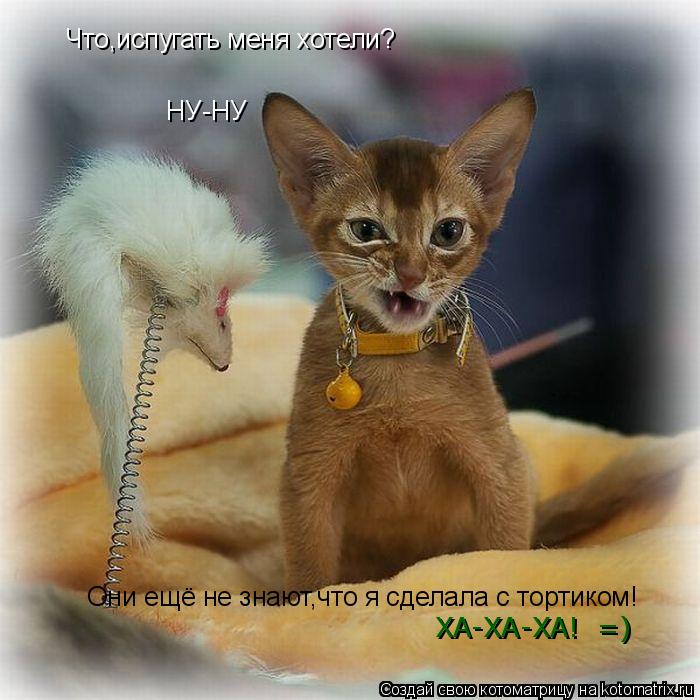 Котоматрица: Что,испугать меня хотели? НУ-НУ Они ещё не знают,что я сделала с тортиком! ХА-ХА-ХА!  =)