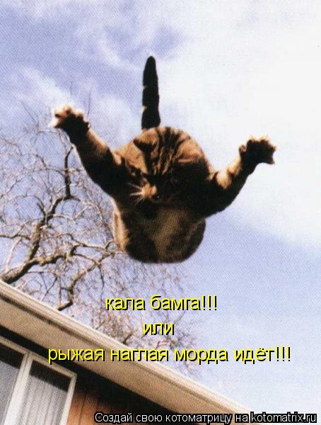 Котоматрица: кала бамга!!! или  рыжая наглая морда идёт!!!