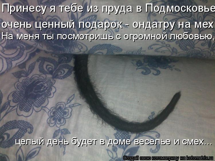 Котоматрица: Принесу я тебе из пруда в Подмосковье очень ценный подарок - ондатру на мех. На меня ты посмотришь с огромной любовью,  целый день будет в дом