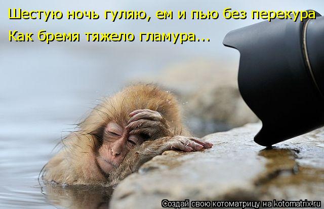 Котоматрица: Шестую ночь гуляю, ем и пью без перекура Как бремя тяжело гламура...
