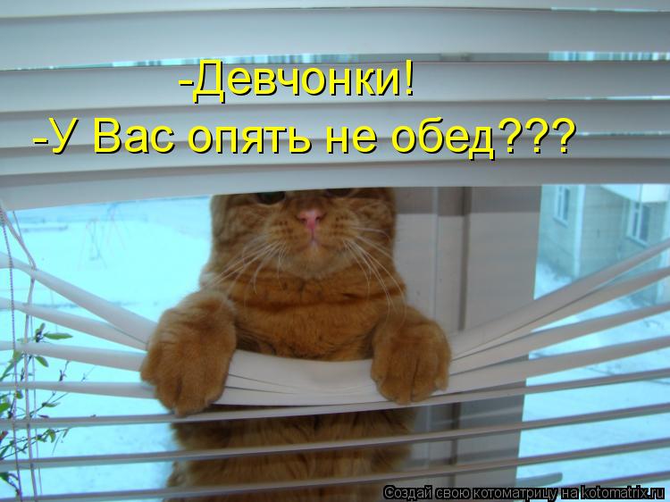 Котоматрица: -Девчонки!  -У Вас опять не обед???