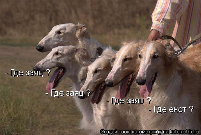 Котоматрица: - Где заяц ? - Где заяц ? - Где заяц ? - Где енот ?