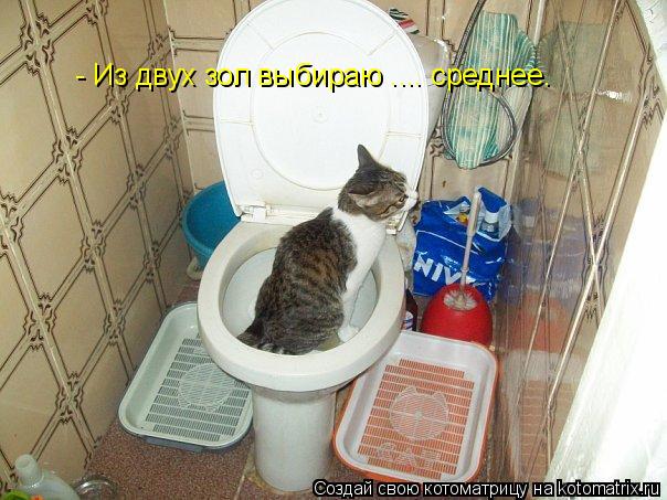 Котоматрица: - Из двух зол выбираю .... среднее.