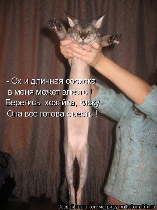 Котоматрица: - Ох и длинная сосиска в меня может влезть ! Берегись, хозяйка, киску, Она все готова съесть !