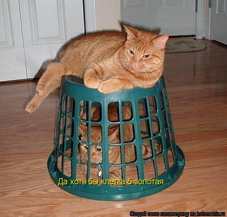 Котоматрица: Да хоть бы клетка б золотая...