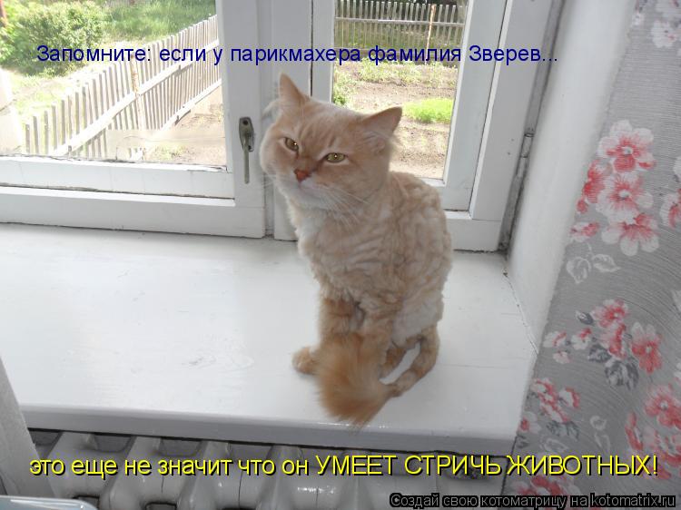 Котоматрица: Запомните: если у парикмахера фамилия Зверев... это еще не значит что он УМЕЕТ СТРИЧЬ ЖИВОТНЫХ!