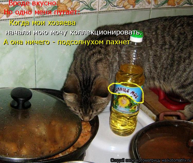 Котоматрица: Вроде вкусно.  Но одно меня пугает:  Когда мои хозяева  начали мою мочу коллекционировать.  А она ничего - подсолнухом пахнет