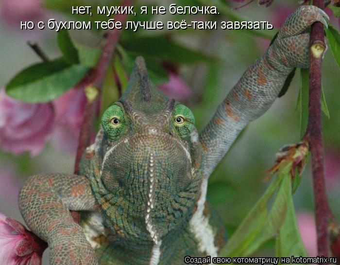 Котоматрица: нет, мужик, я не белочка. но с бухлом тебе лучше всё-таки завязать