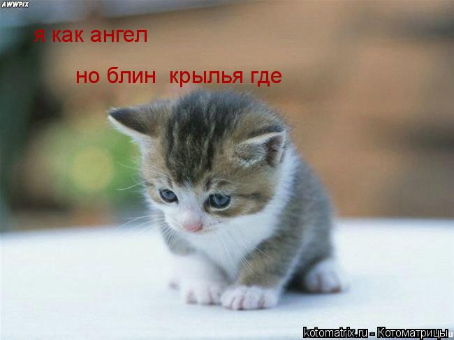 Котоматрица: я как ангел  я как ангел   но блин  крылья где