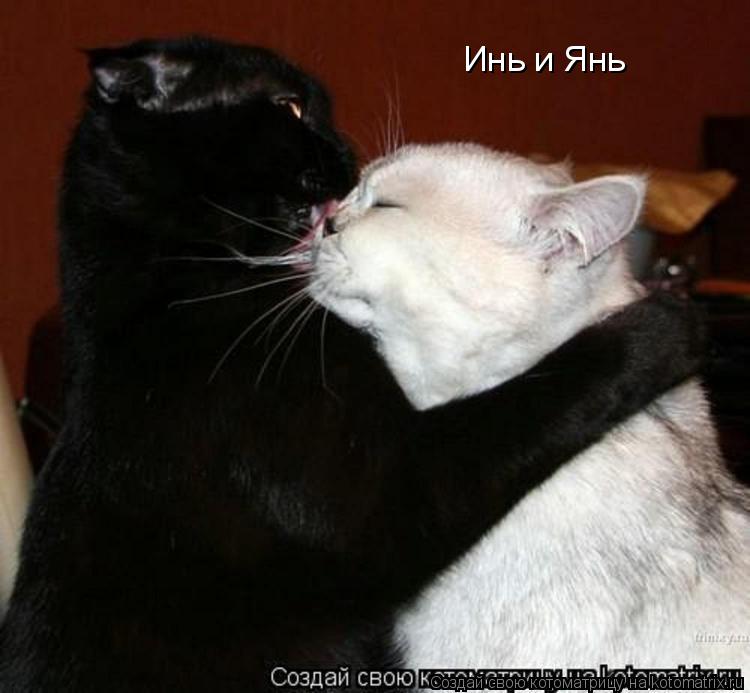 Котоматрица: Инь и Янь