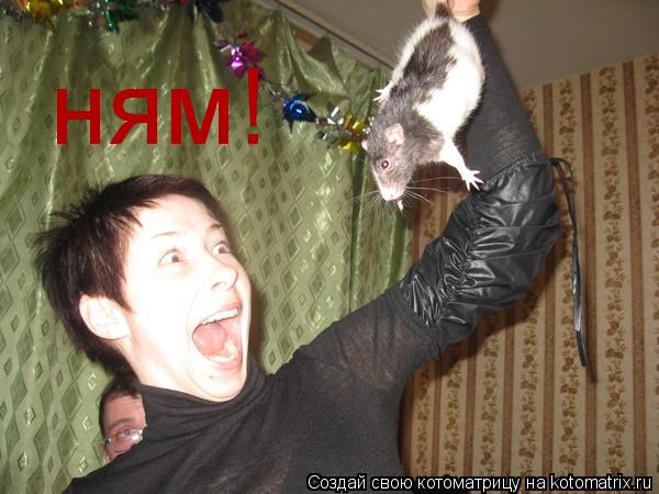 Котоматрица: ням!