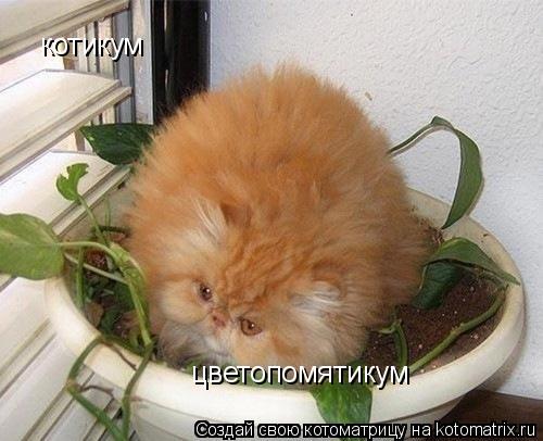 Котоматрица: котикум цветопомятикум
