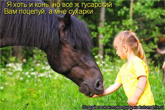Котоматрица: Я хоть и конь, но всё ж гусарский Вам поцелуй, а мне сухарки ...