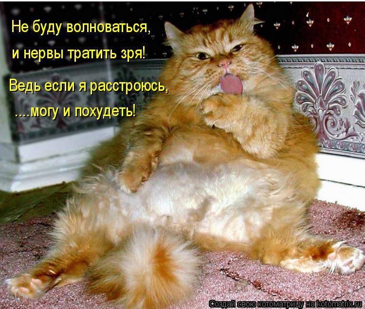 Котоматрица: Не буду волноваться, и нервы тратить зря! Ведь если я расстроюсь, ....могу и похудеть!
