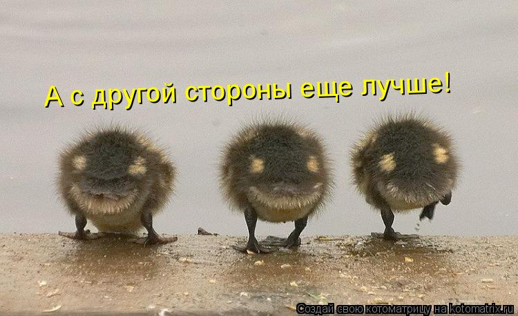 Котоматрица: А с другой стороны еще лучше!