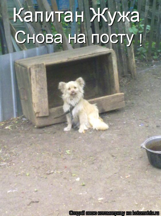 Котоматрица: Капитан Жужа Снова на посту !